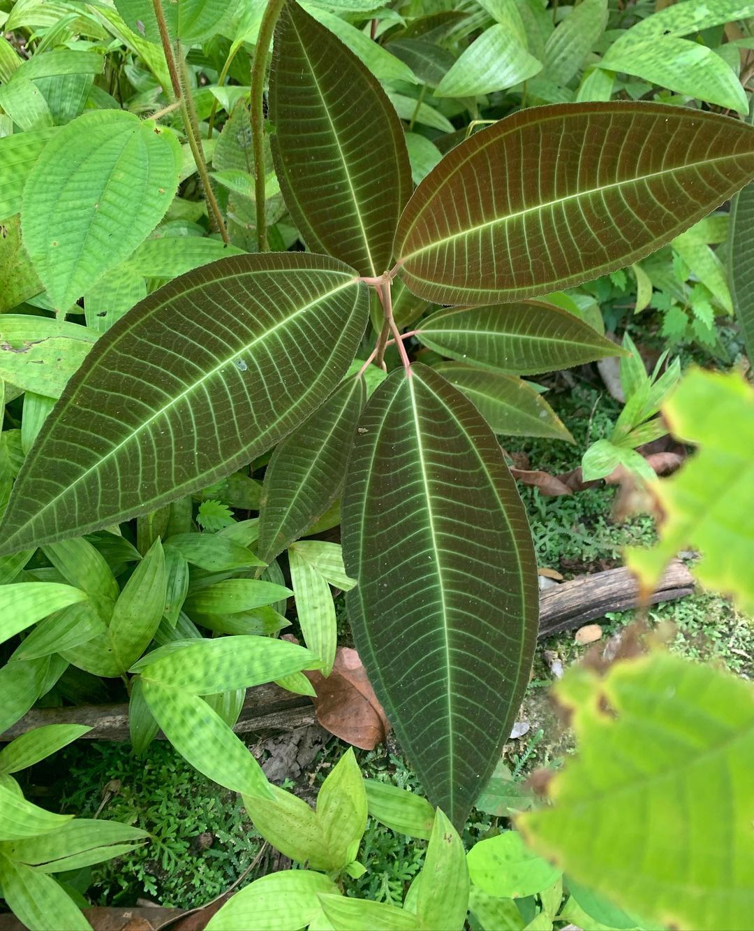 recommendation image