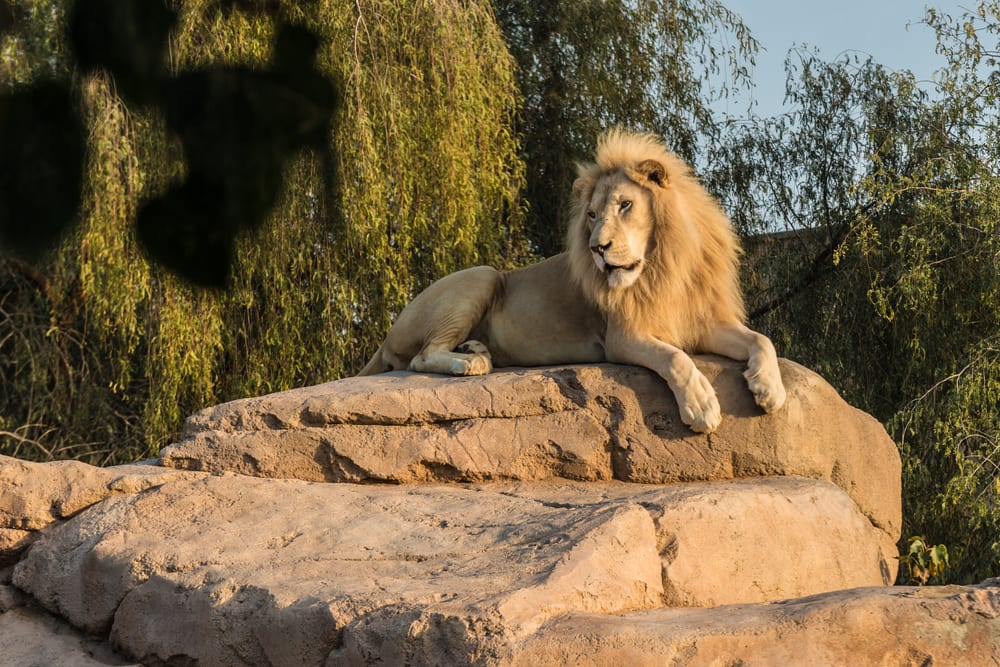 Al Ain Zoo (Temporarily Closed)