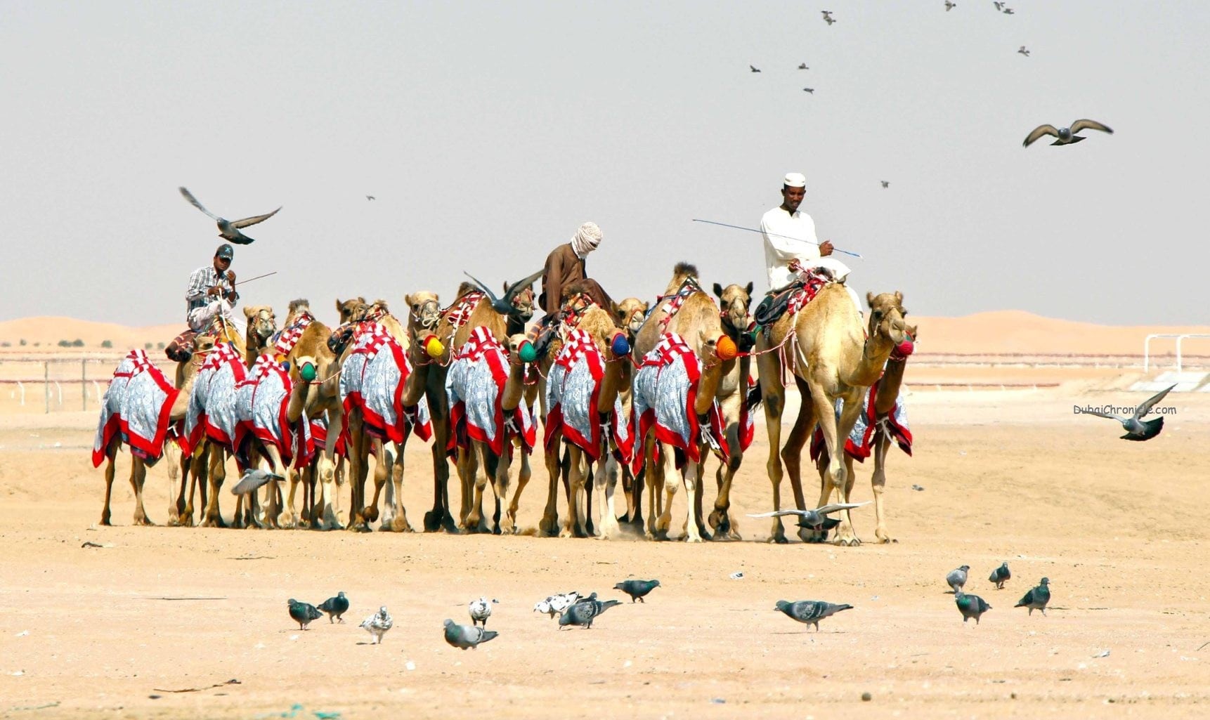 Al Dhafra Festival