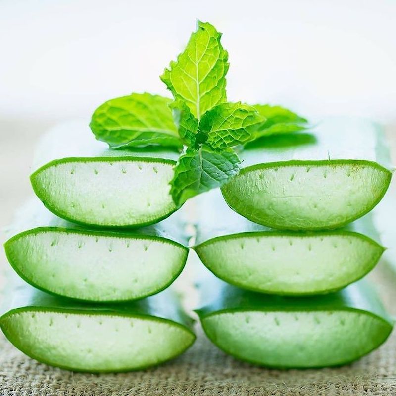 Aloe Vera Farm Curacao