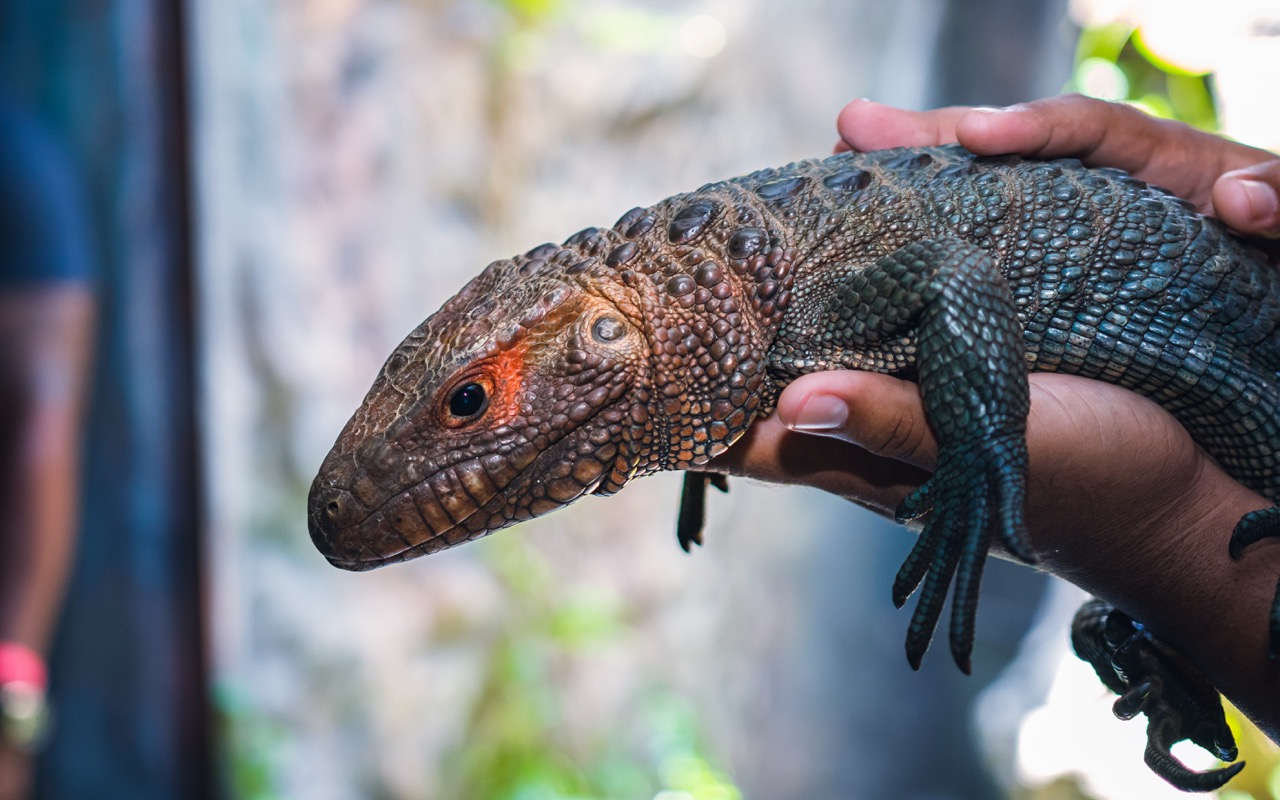 recommendation image