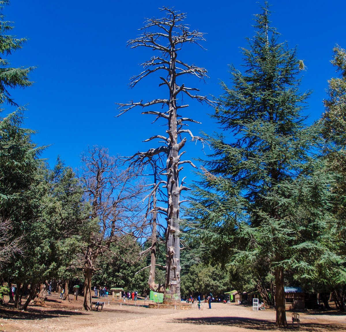 Cèdre Gouraud Forest