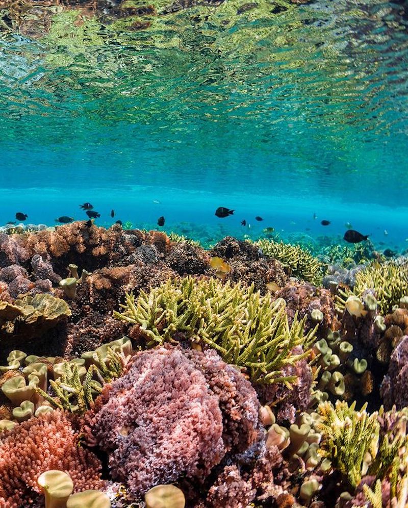 Coral Vita Coral Farm