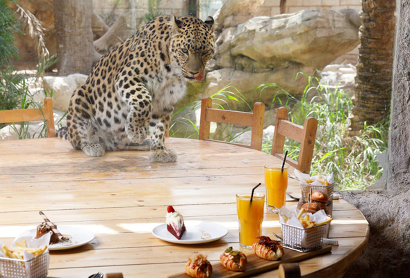 recommendation image