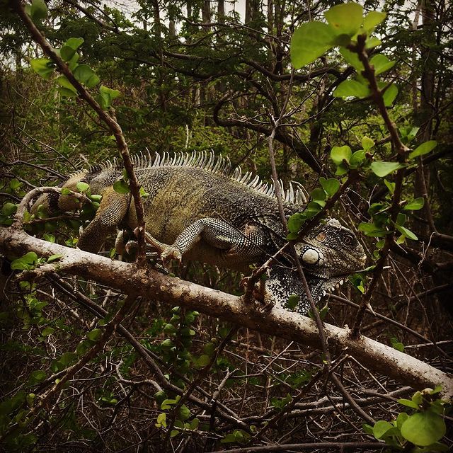 recommendation image