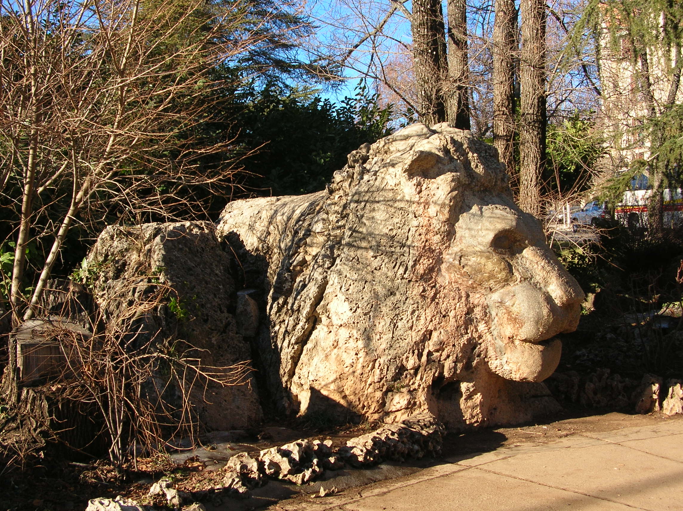 Ifrane Lion