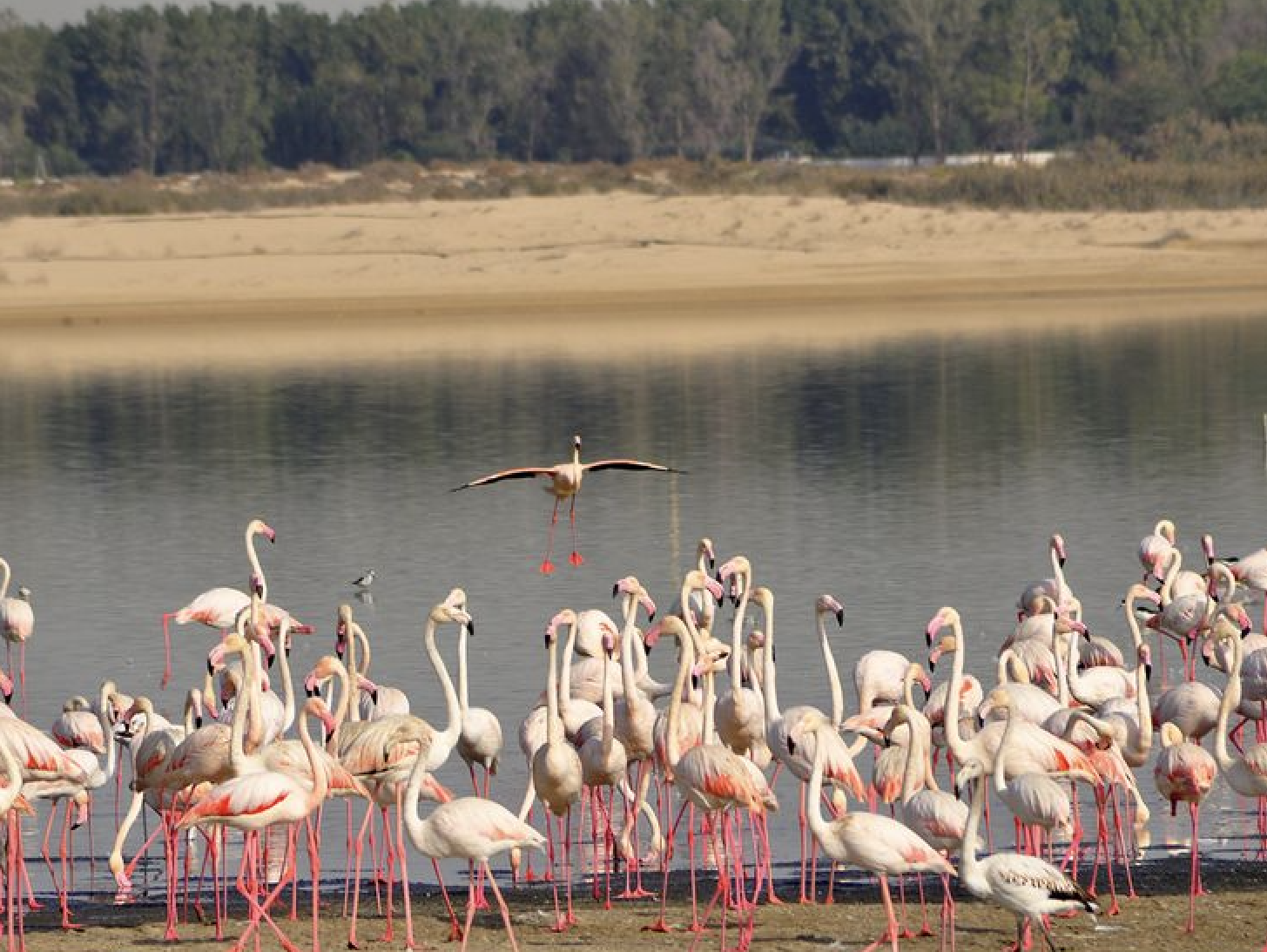 Al Wathba Wetland Reserve