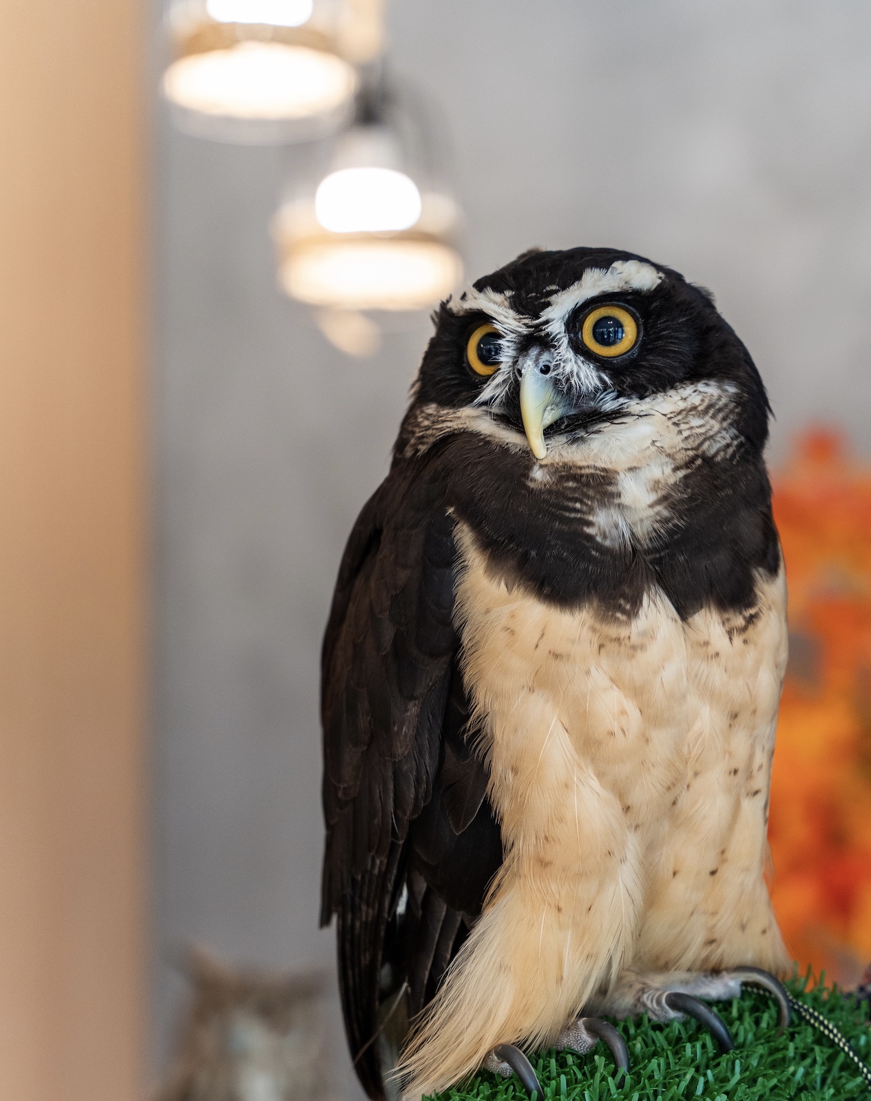 recommendation image