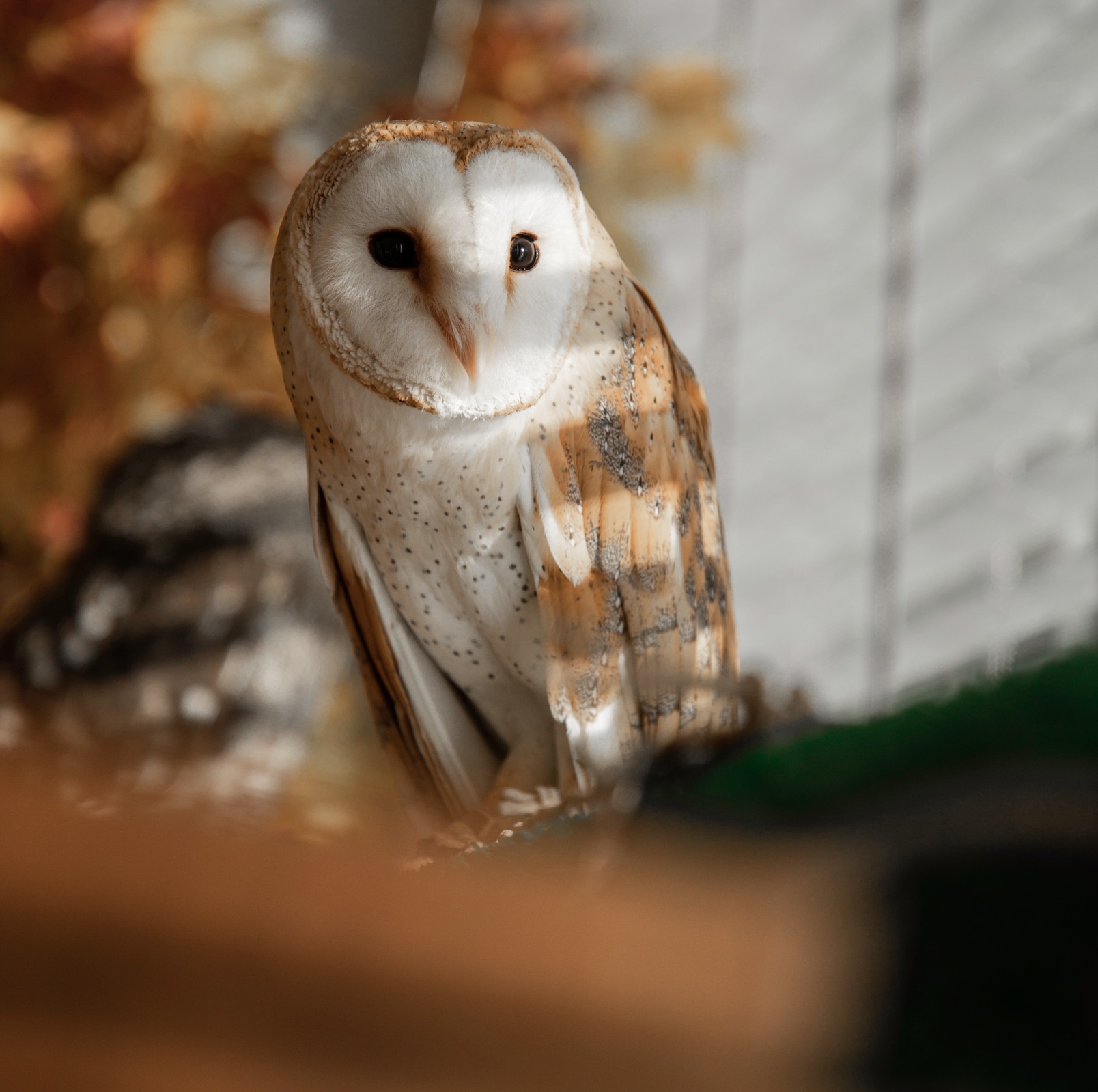 recommendation image