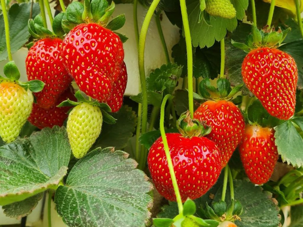 recommendation image