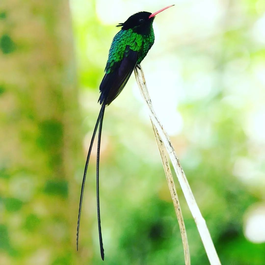 Sun Valley Plantation