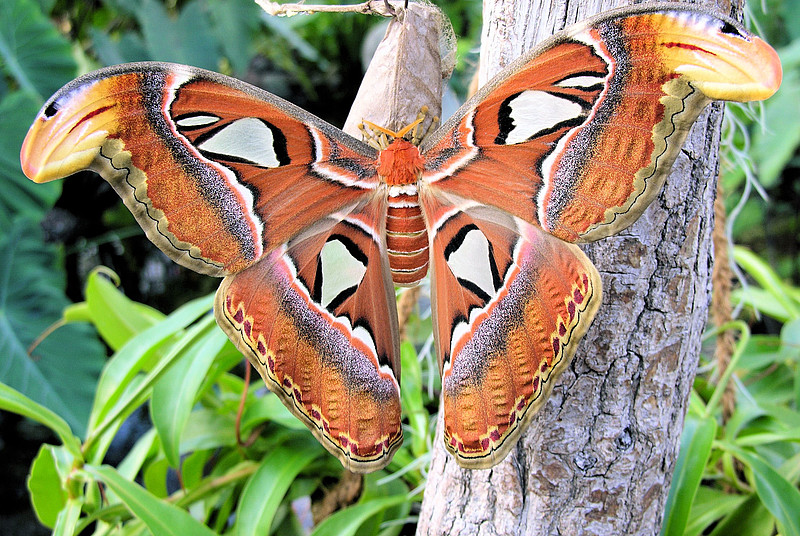 recommendation image