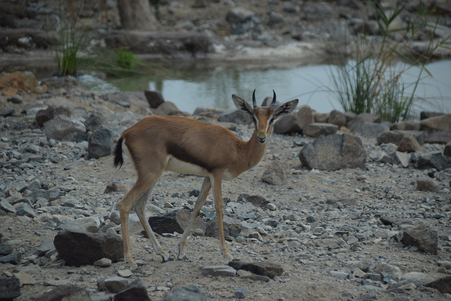 recommendation image